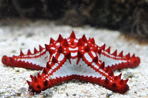 Red Knobbed Starfish Rode Stekelster Protoreaster Linckii Flickr