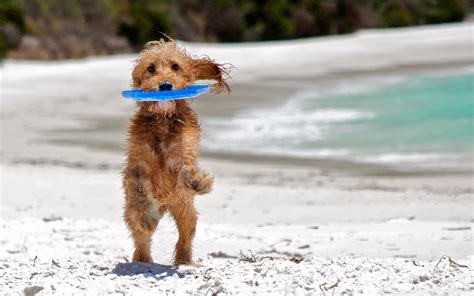 Dog On The Beach Wallpapers And Images Wallpapers Pictures Photos