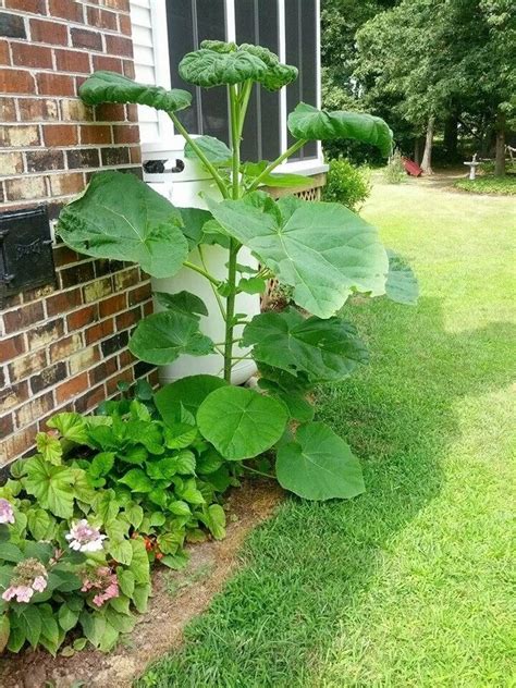 Tall Green Stalk With Large Leaves And No Flowers What Is It