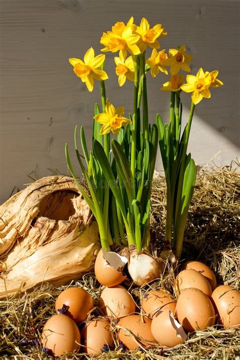 Eggs And Daffodils Easter Display Stock Photo Image Of Straw Flowers