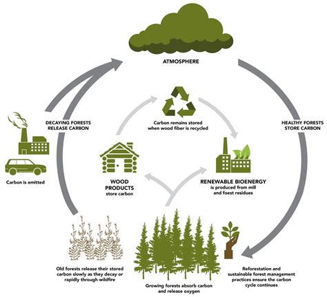 Democracy In Forest Management Why Are Stakeholders The Key To Forest Sustainability Stmu
