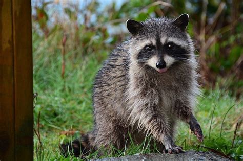 Here, your raccoon control guide to remove this destructive pest. Keeping Raccoons Away from Your Garden - Dave's Garden