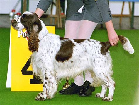 springer spaniel grooming a guide with haircut pictures