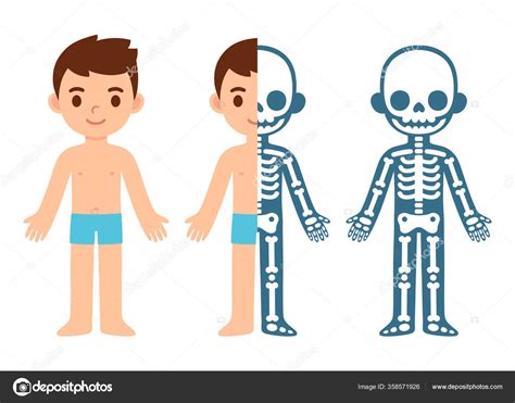 Cartoon Boy Skeleton Anatomy Chart Simple Flat Vector Illustration