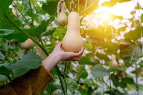 Butternut Squash Growing Guide Plant Care Tips