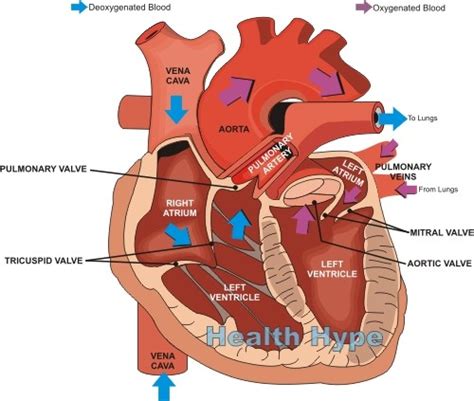 Others happen only when the heart is working harder than usual, for example during exercise or with certain illnesses. Heart Murmurs (Abnormal Heart Sounds) Types, Causes ...