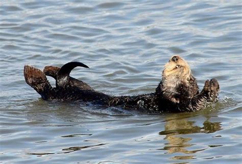 Smiling Happy Sea Otter River Otter Sea Otter Otter Love Walrus