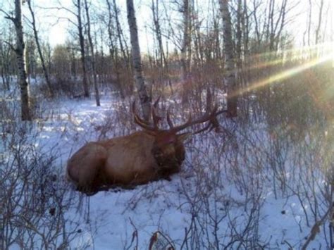 Record Minnesota Elk Could Be World Class