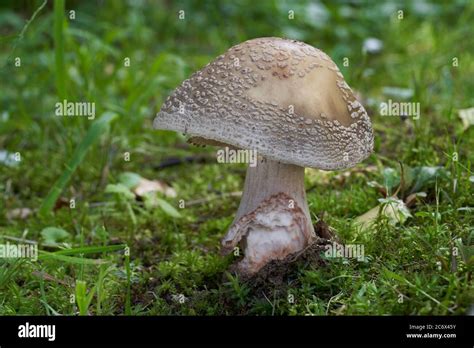 Edible Mushroom Amanita Rubescens In The Meadow Under Spruce Tree