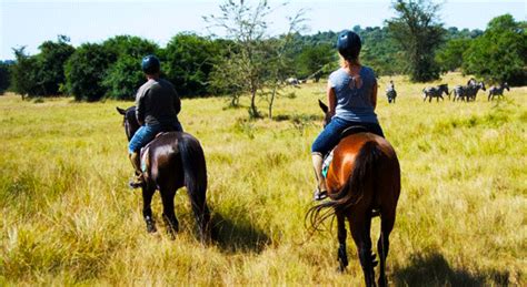 We have australian horses perfect for beginners through experts, ready to explore jungle trails and the beach. 3 days Lake Mburo Safari | Horseriding safari Lake Mburo ...