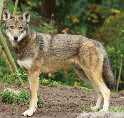 Save The Red Wolves Move Them To Shenandoah And Cull The Coyotes Go