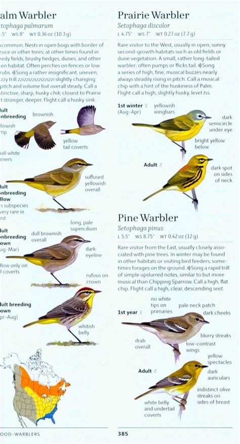 Vogelgids Sibley Field Guide To Birds Of Western North America Usa En