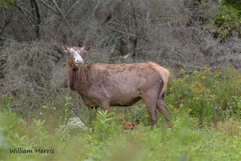 Piebald Elk And Fawn Pa Wilds Center