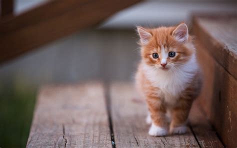 Wallpaper Furry Kitten Cute Pet Stairs 2880x1800 Hd Picture Image