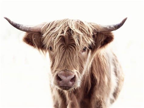 Highland Cattle Animal Facts Bos Taurus Az Animals
