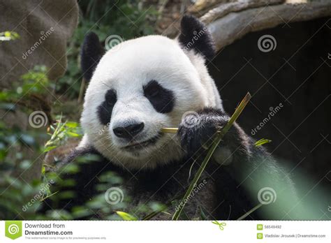 Giant Panda Eating The Bamboo Zoo Singapore Stock Photo Image Of