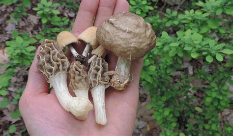 On The Hunt For Wild Edible Spring Mushrooms Learn Your Land