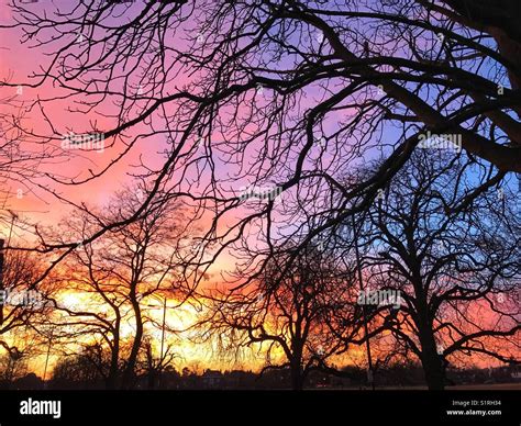 Winter Sunset Through Trees Hi Res Stock Photography And Images Alamy