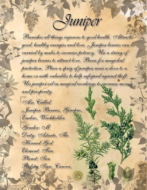 Book Of Shadows Herb Grimoire Juniper By Conigma On Deviantart Book