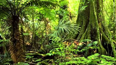 Jungla Efecto De Sonido Jungle Forest Rainforest Habitats