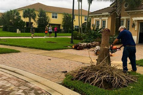 That goes for every tree removal, too, says district manager of davey's long island, ny office. How Much Does It Cost To Remove A Palm Tree? - Garden Tabs