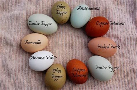 Do The Colors Of A Chickens Eggs Match The Color Of Their Feathers