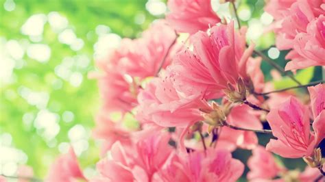 Free Download Pink Flowers Backgrounds