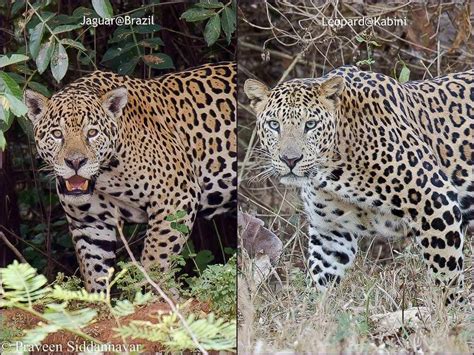 Jaguar Versus Leopard Wildtrails Recent Sightings The One Stop
