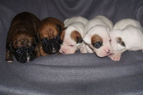 Boxer puppies for saleselect a breed. Litter of 8 Boxer puppies for sale in DENVER, CO. ADN-22971 on PuppyFinder.com Gender: Male(s ...