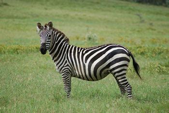 How to map numeric data into categories / bins in pandas dataframe (1 answer). Plains Zebra: The Animal Files