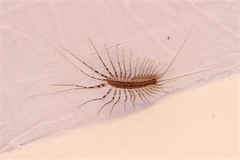 House Centipede Scutigera Coleoptrata Scutigera Coleoptrata