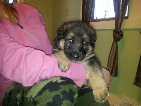 Mom is black and tan and the dad is black and red. 100% pure German shepherd puppies 4 weeks old for Sale in ...