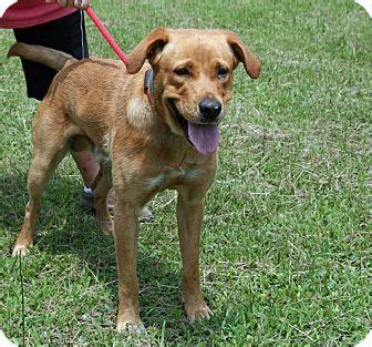 Small family breeder for 15 years on 20 acre farm in ocala, fl. Newport, NC - Labrador Retriever Mix. Meet Lucky, a dog ...