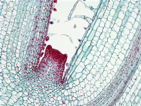 Coleus Bud Primordium Longitudinal Section Through A Later Flickr
