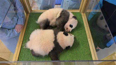 Twin Pandas Born In French Zoo Named Yuandudu And Huanlili