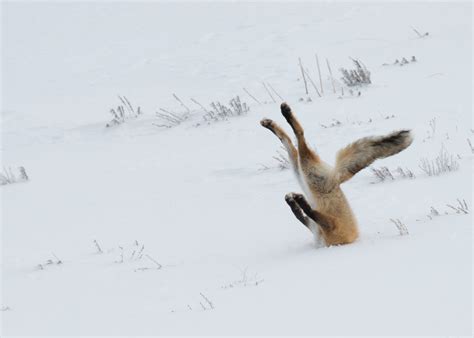 Comedy Wildlife Photo Awards 2016 Shortlist