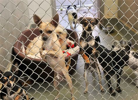So many animals in santa rosa need a loving home. No room at Albuquerque animal shelters | Albuquerque Journal