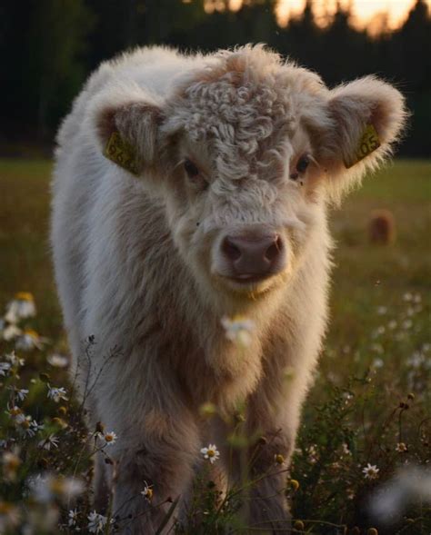 Pin By Becky Woodruff On Moo Cows Cute Baby Cow Baby Cows Fluffy Cows