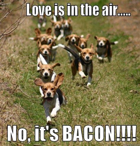23 Funny Beagle Memes That Will Make You Laugh Haha Humor Pics