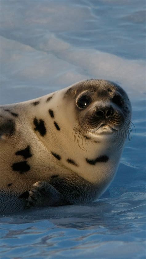 Wallpaper Seal Pup Atlantic Ocean Snow Funny Animals 3857