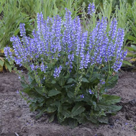 Photo Essay New Proven Winners® Perennials For 2018 Perennial Resource