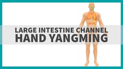Tcm Anatomy Large Intestine Channel Of Hand Yangming Youtube
