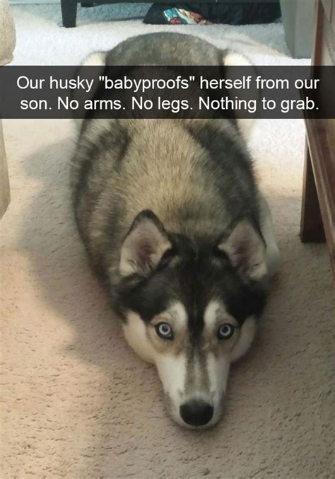 Funny Husky Dog Memes Husky Funny Dog Jokes Memes Huskies Puns Escape