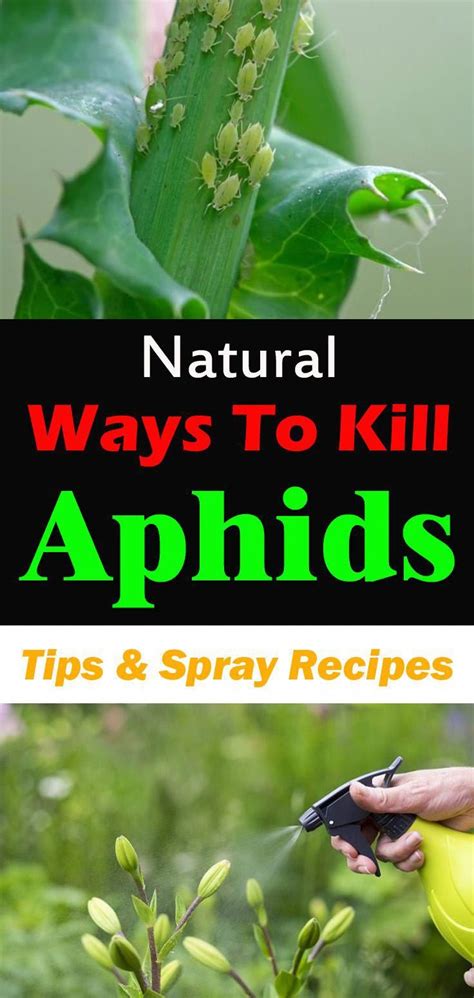 Bermuda grass weed in lawns and flower beds can be very difficult to control since it grows really fast and this herbicide is great for killing bermuda grass without killing zoysia grass in your turf. If you don't want to use chemicals, there are natural ways ...