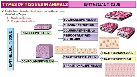 Epithelial Tissue Structure Types And Function With Diagram Free