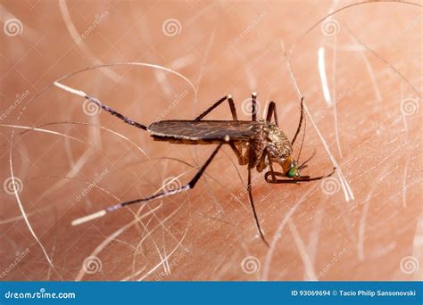 Mosquito Biting Human Skin Stock Photo Image Of Human 93069694