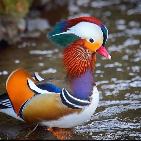 Mandarin Duck It Is Regarded As The Most Beautiful Bird In The World