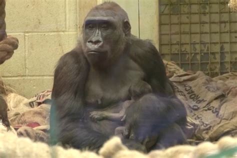 Baby Gorilla From Critically Endangered Species Born At London Zoo