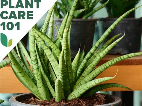 Snake Plant Care 101 Watering Pruning Propagating And More Bob Vila