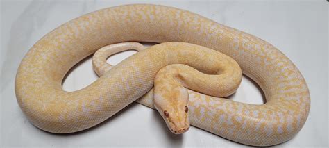 Albino Granite Burmese Python By Cramers Critters Morphmarket